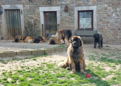 Leonberg